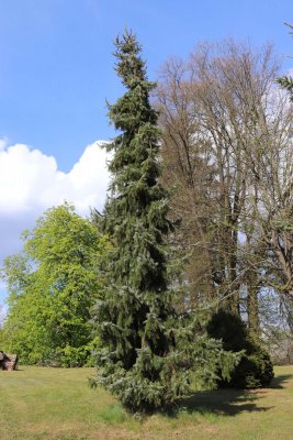 Picea omorika 'Pendula' - smrk omorika (113) - celek